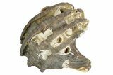 Miocene Gastropod (Ecphora) Fossil - Maryland #189508-1
